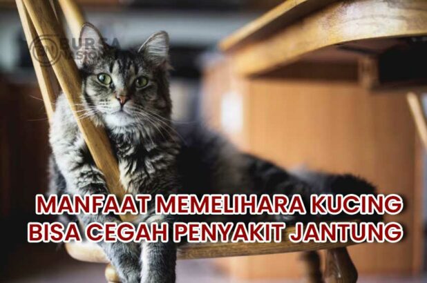 Manfaat Memelihara Kucing, Bikin Rumah Tambah Seru!