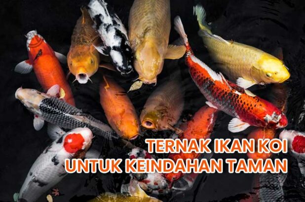 Menambah Keindahan Taman Dengan Ternak Ikan Koi